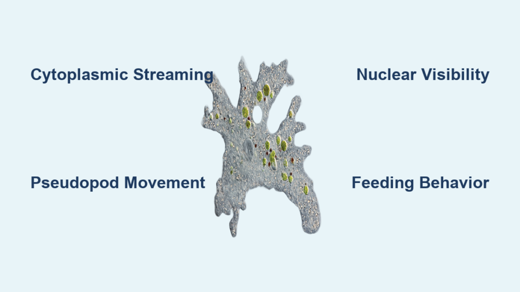 Amoeba Under Microscope: What You See Explained