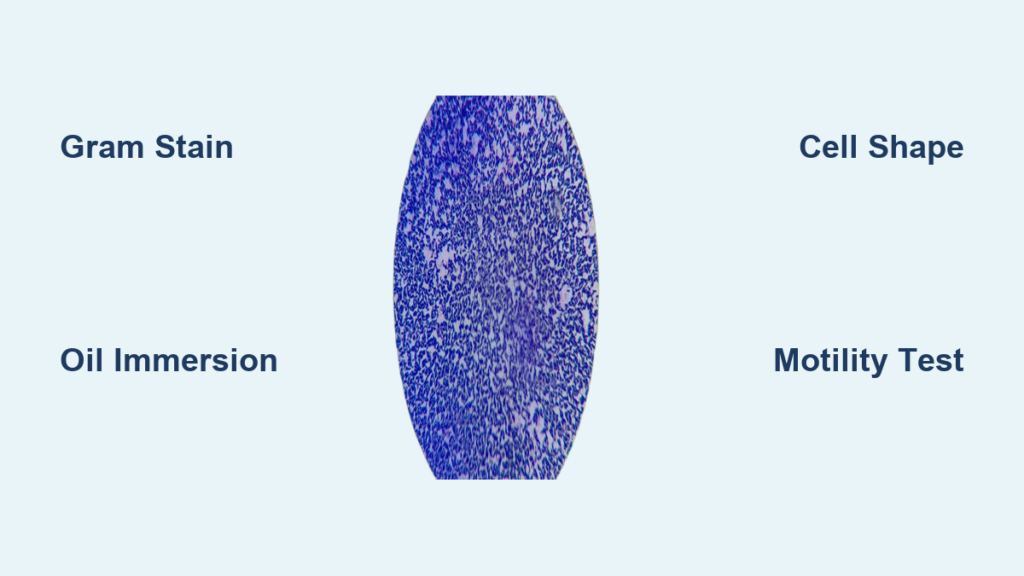 Bacteria Under Microscope: What You Need to Know